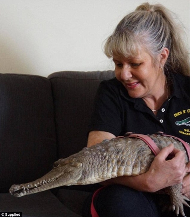 Встречайте женщину, которая держит пять крокодилов, как домашних животных в своем доме в Мельбурне