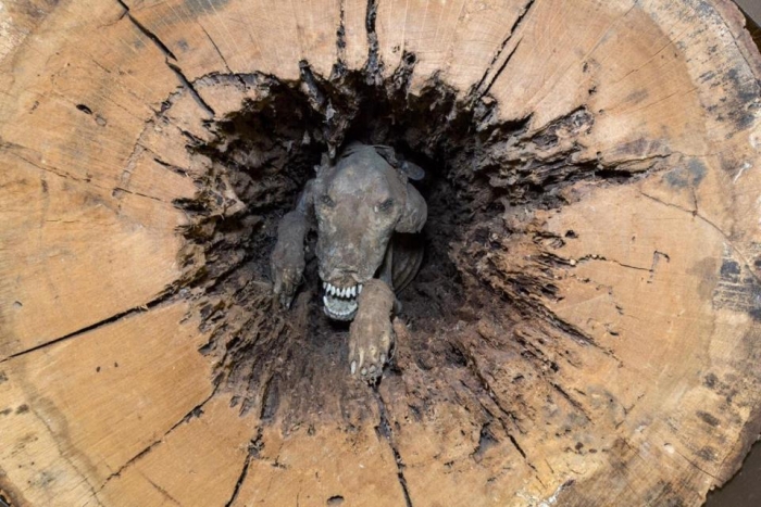 Мумифицированная собака, найденная внутри ствола дерева через 20 лет после того, как она застряла там, погнавшись за енотом