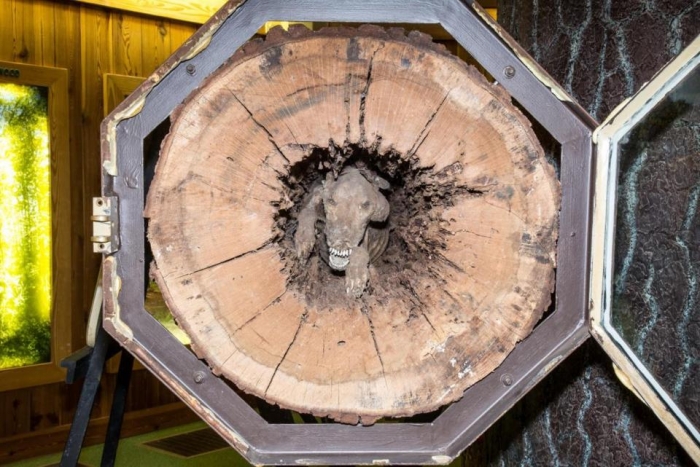 Мумифицированная собака, найденная внутри ствола дерева через 20 лет после того, как она застряла там, погнавшись за енотом