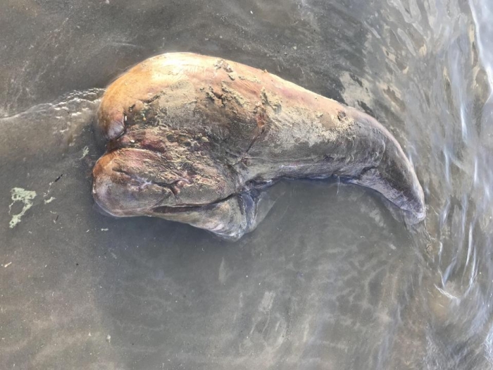 Неизвестное животное из океана озадачило местных жителей, когда его выбросило волной на берег