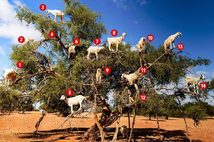 Сколько козлов вы можете насчитать на фруктовом дереве?