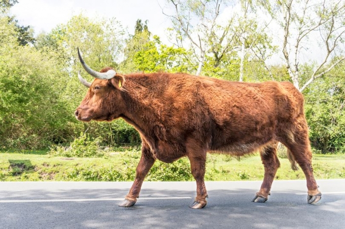 Полиция предупреждает людей не приближаться к «агрессивному» быку с изменчивым характером после того, как он сбежал из шотландской фермы