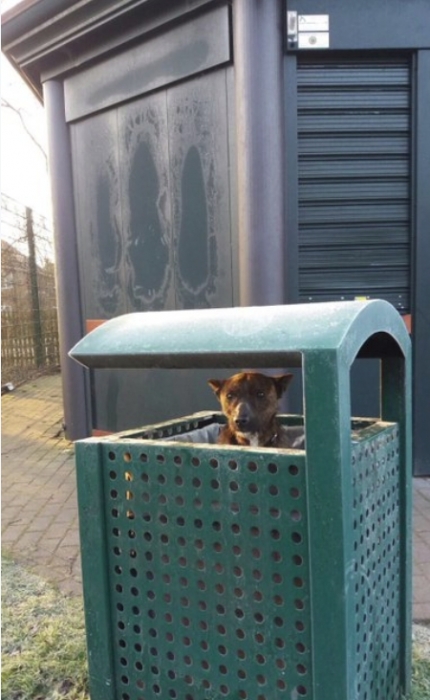 Дрожащая собака, найдена внутри урны в парке при температуре ниже нуля