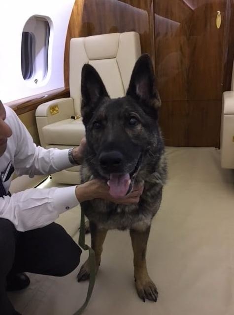 Собака из Канзаса воссоединилась с владельцем после того, как она была случайно отправлена в Японию
