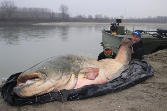 Рыболовы в Италии выловили гигантского сома весом 127 килограмм