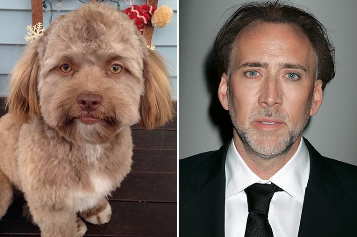 Эта «собака с человеческим лицом» поразила интернет ... так на какую из знаменитостей вы думаете, что он больше всего похож?