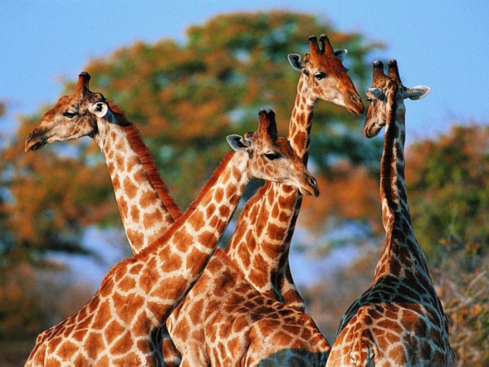 Чем интересны жирафы