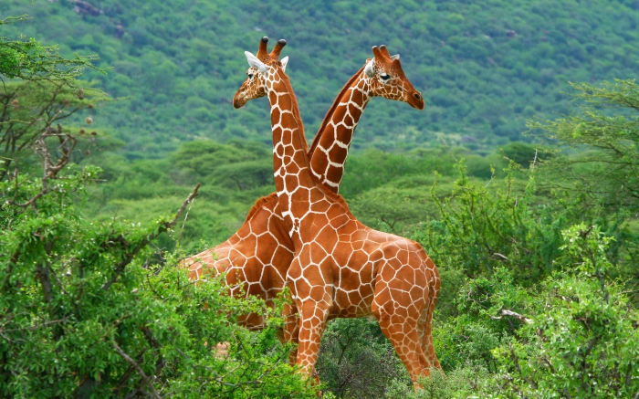 Чем интересны жирафы