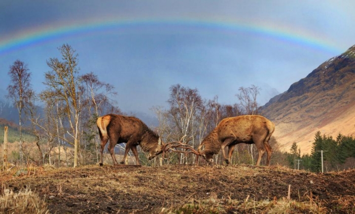 Захватывающие фотографии показывают одинокого оленя под идеальной радугой в Шотландии