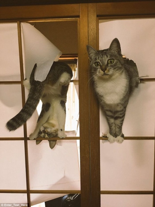 Владельцы кошек обмениваются снимками своих озорных кошек, вызывающих проблемы в веселой фотоподборке