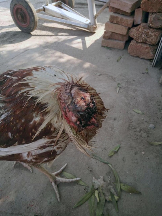 Этот цыпленок «выжил в течение девяти дней после того, как его голову отрубили», - и интернет не справляется с массой обсуждений