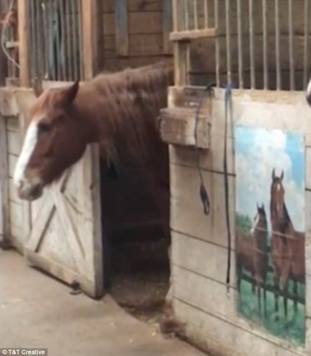 Лошадь Колби была снята как она открывает дверь стойла зубами и отправляется на прогулку самостоятельно
