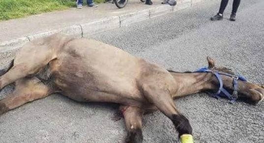Скаковая лошадь так скакала, что упала и умерла посреди дороги
