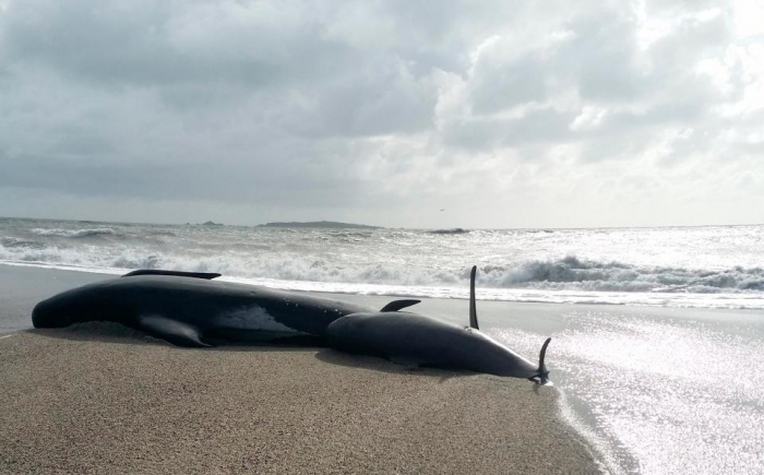 Загадка, почему 38 черных дельфинов обнаружили на пляже в Новой Зеландии
