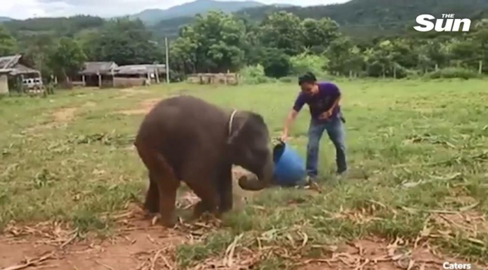 Игривый слоненок по детски гигикает во время игры с своим партнером в Таиланде