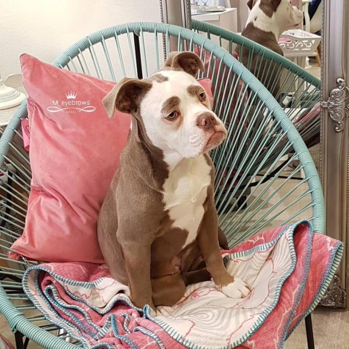 У знаменитой собаки Мадам Брови самая грустная мордочка в мире - и она уже имеет 32 000 поклонников в Инстаграм