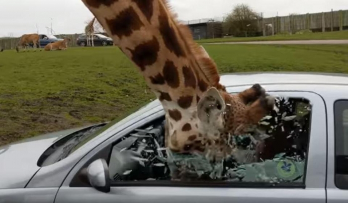 Окно машины разбивается о голову жирафа, когда пара в панике пытается закрыть его, а жираф думал, что его чем-то угостят
