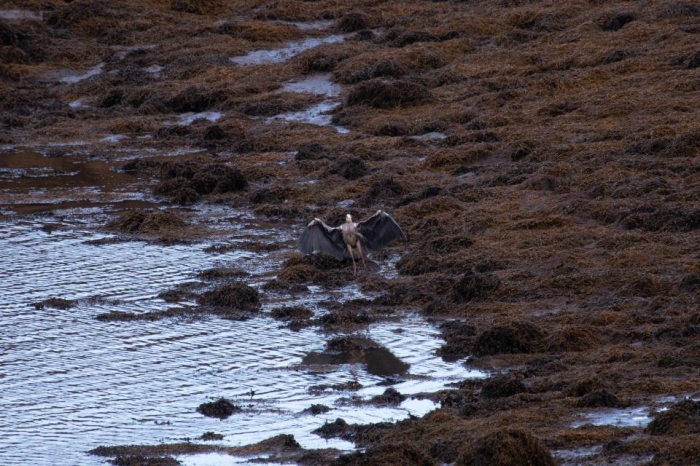 Цапля на шотландском озере сфотографирована так, что она похожа на Ангела Смерти