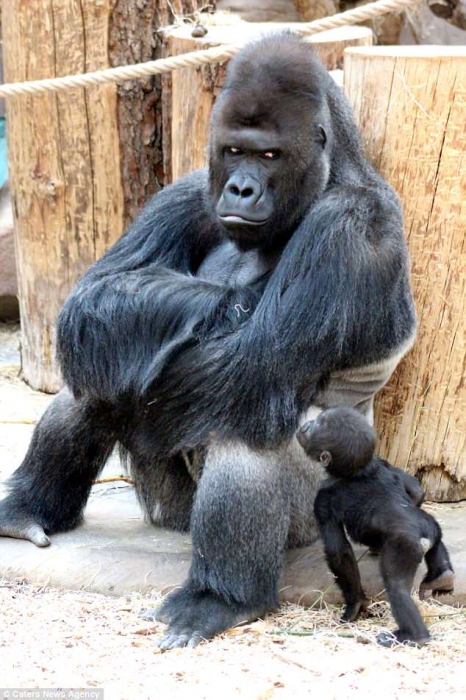 Эта горилла такая строгая, но это же её сын, который просто хочет поиграть