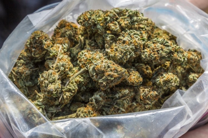 Восемь полицейских были уволены, когда они заявили, что мыши съели 500 кг марихуаны, которые пропали без вести