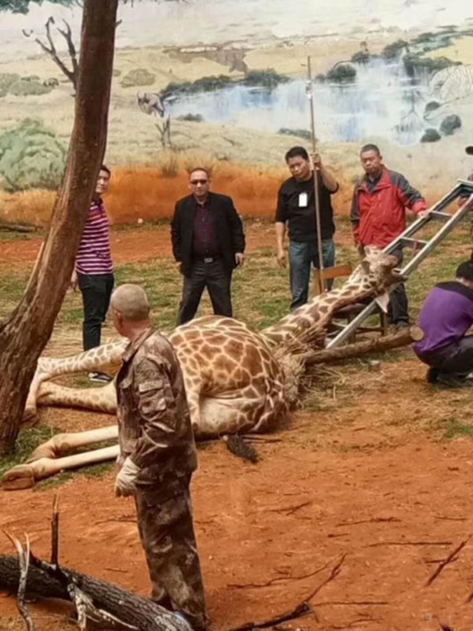 Жираф случайно убил себя в зоопарке, когда его шея застряла в ветке, пытаясь почесать шею