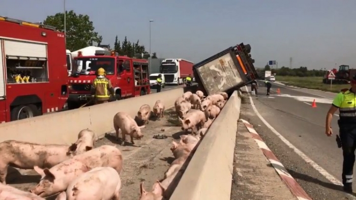 Фермерский грузовик перевернулся и из него вывалилось более 200 свиней, которых перевозили