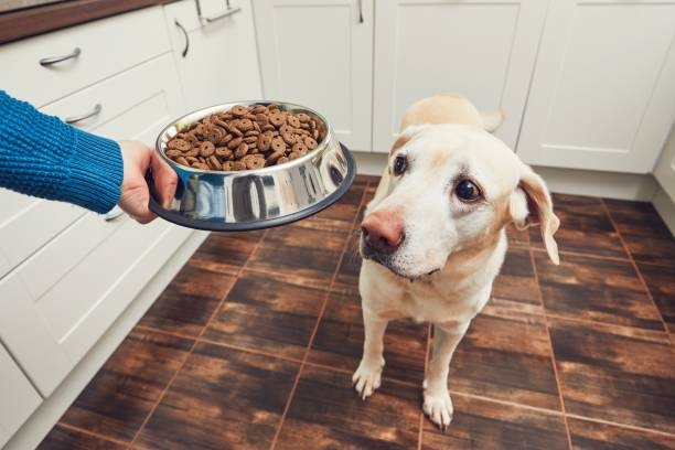 Кормление вашей собаки неправильной пищей может сделать больным и вас