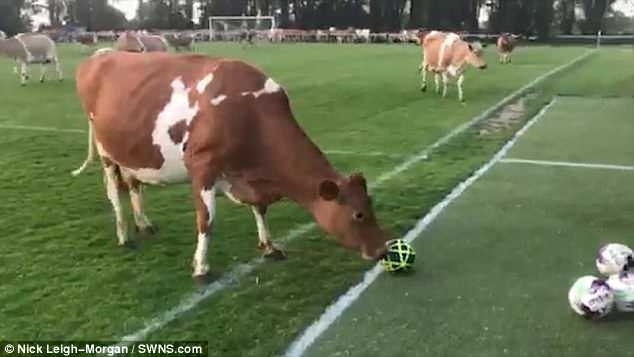 Стадо из 180 коров спустилось на футбольное поле Гернси, а храбрые игроки пытаются пасти их