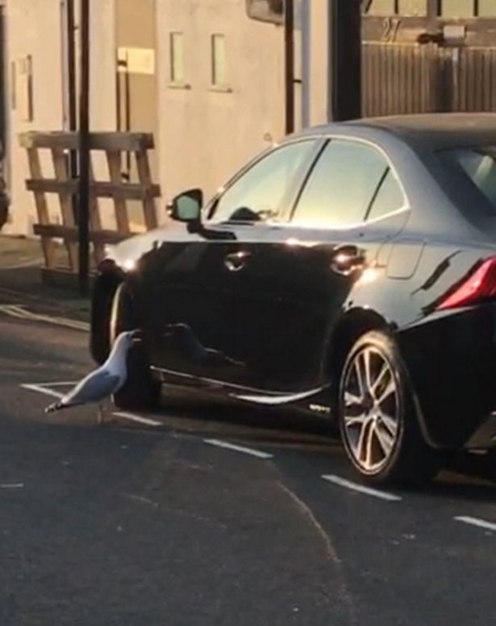 Веселые кадры показывают, как напуганная чайка атакует собственное отражение в блестящем кузове автомобиля