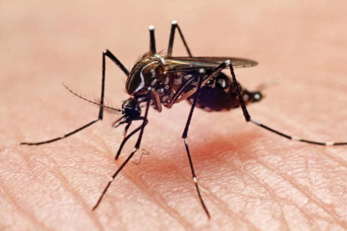 Несколько советов для лечения укусов комаров у себя дома