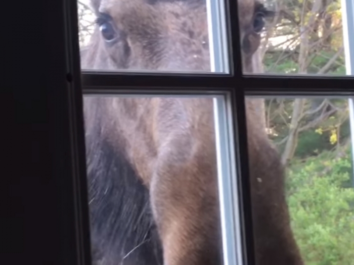 Любопытный лось заглядывает в окно в Нью-Хэмпшире