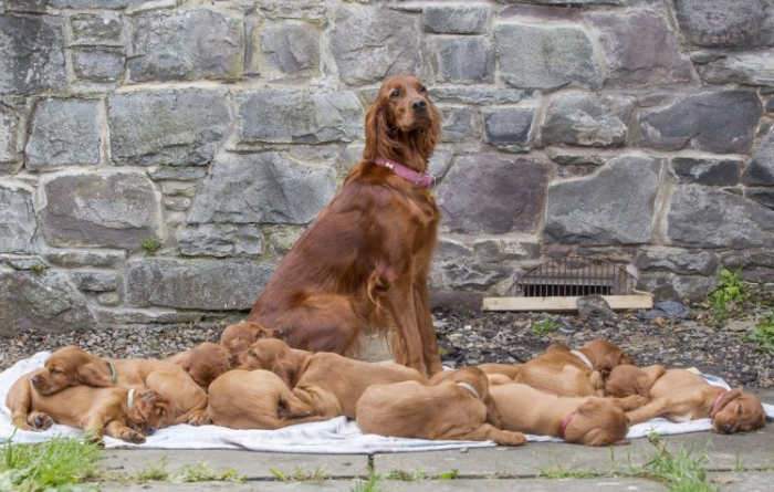 11 щенков ирландского сеттера воссоединились в первый день рождения