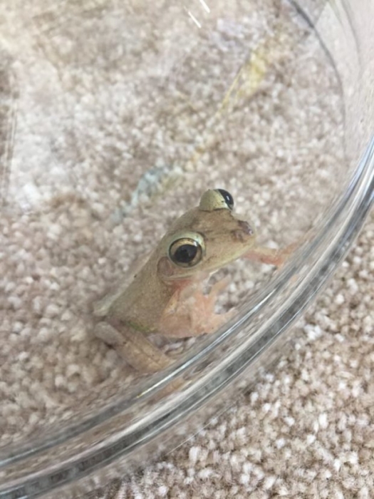Семья случайно привезла экзотическую лягушку домой в Великобританию из Флориды