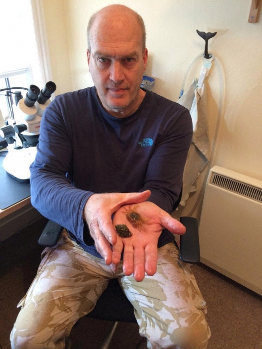 Волосатый краб, найденный на пляже в Дорсете, может быть новым видом