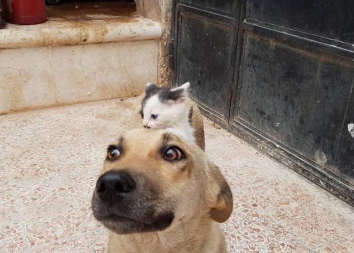 Осиротевшего котенка принимает собака, которая потеряла весь свой помет