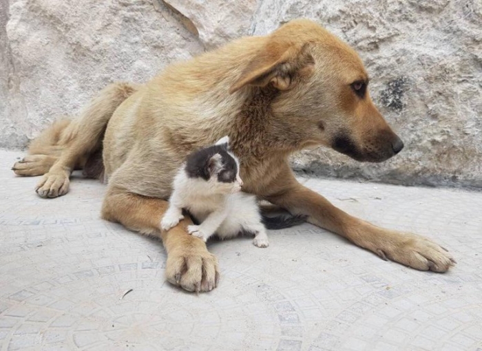 Осиротевшего котенка принимает собака, которая потеряла весь свой помет