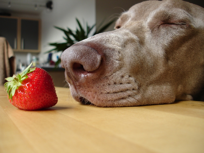 Могут ли собаки есть клубнику, арбуз, яблоко и другие фрукты?