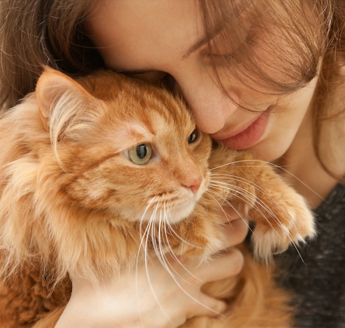 Любят ли кошки действительно обниматься?