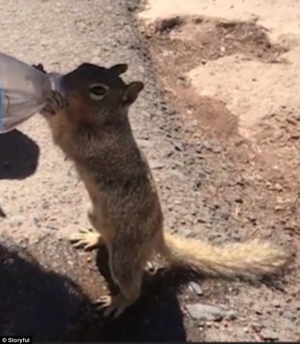 Испытывающая жажду белка глотает воду из бутылки туриста в Гранд-Каньоне ... и допивает всю