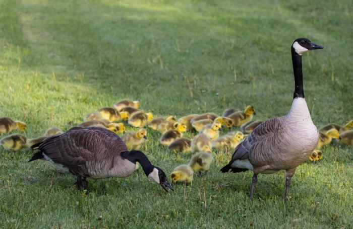 Гигантская стайка из 51 гусенка отправляется купаться с мамой на канадское озеро в первый раз