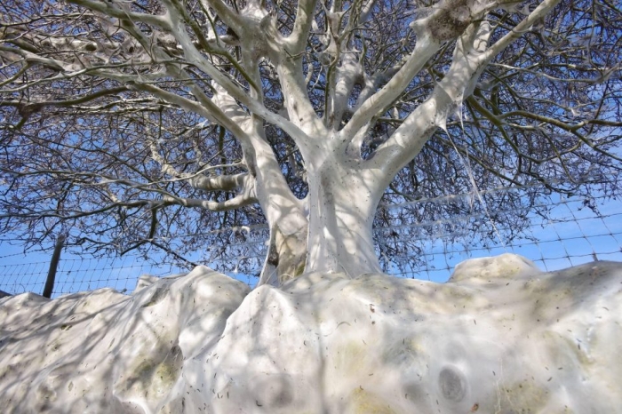 «Дерево призрак», полностью покрыто жуткими белыми гусеницами