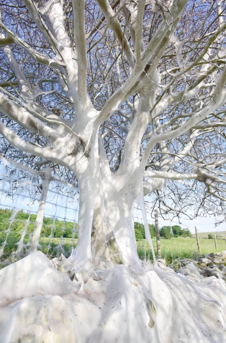 «Дерево призрак», полностью покрыто жуткими белыми гусеницами