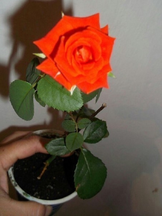 Как вырастить розы из черенков