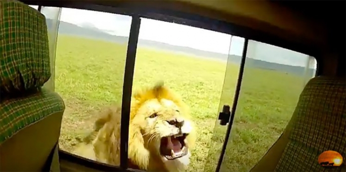 Тупой турист погладил льва во время сафари, закончилось все не очень хорошо