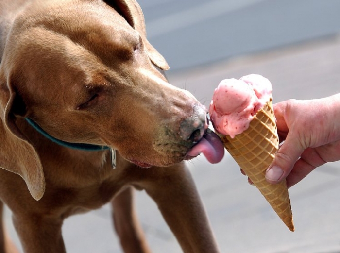 Почему вы никогда не должны кормить свою собаку мороженным независимо от того, насколько оно теплое