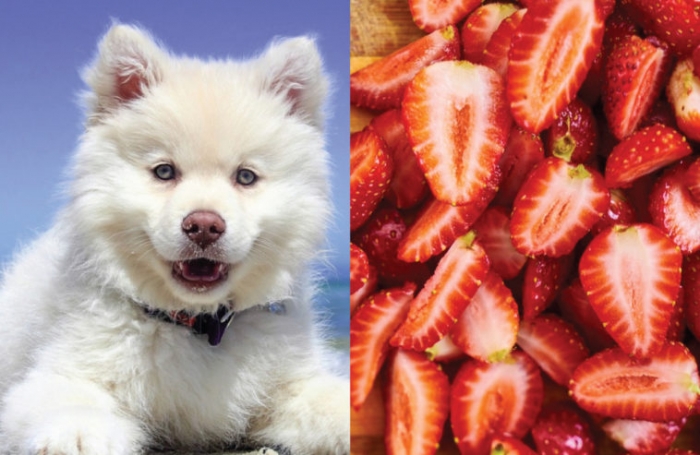 Могут ли собаки есть клубнику, арбуз, яблоко и другие фрукты?