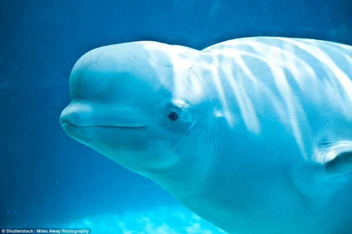 Airbus «навел странный макияж на свой самолет Beluga, что делает его более похожим на животное