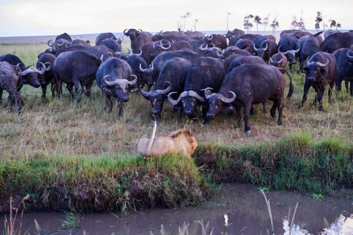 Разьяренные буйволы направляют свои рога на льва на удивительных снимках из заповедника Масаи Мары в Кении