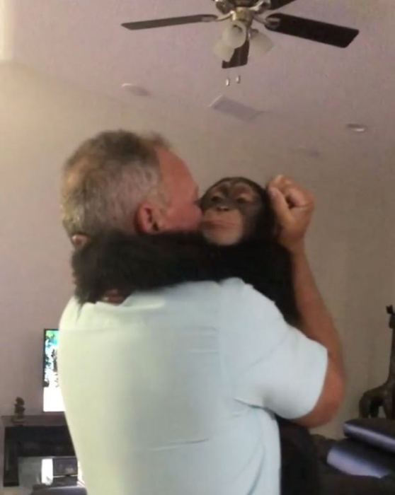 Шимпанзе не может скрыть восторга от воссоединения с приемной семьей, которая воспитала её