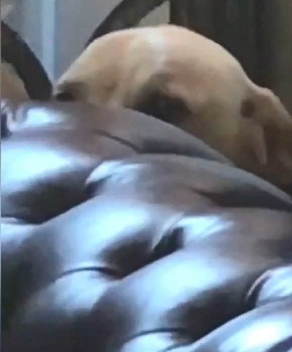 Виновная собака прячется за диваном, устроив беспорядок на кухне